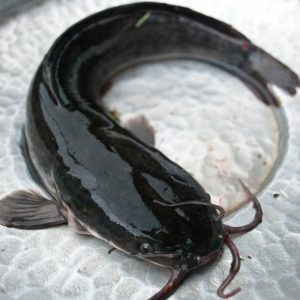 Fresh Nigerian Black Catfish – biggest size
