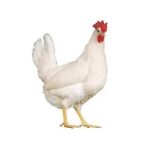 Organic Hard Broiler Live Chicken (3.5 -4kg)
