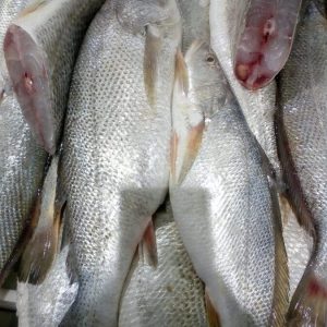 COD Stockfish Flesh Unsalted (100g)