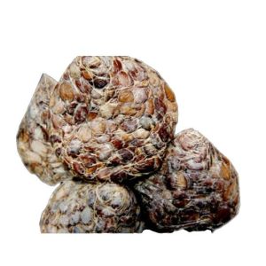 Whole Nutmeg (1 Seed)