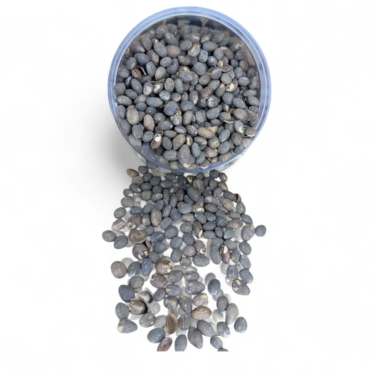 Miracle Seeds - Croton Seeds 50g